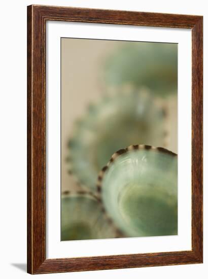 Sea Shells IV-Karyn Millet-Framed Photographic Print