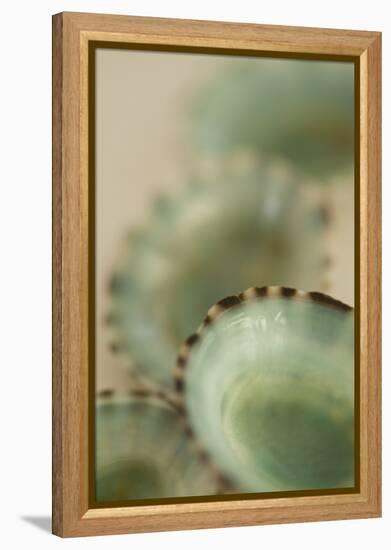 Sea Shells IV-Karyn Millet-Framed Premier Image Canvas