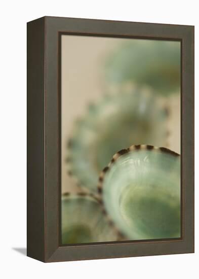 Sea Shells IV-Karyn Millet-Framed Premier Image Canvas