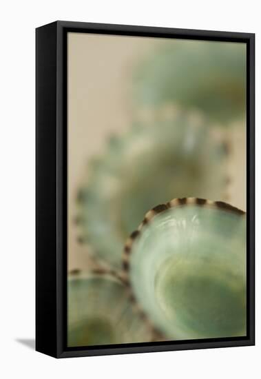 Sea Shells IV-Karyn Millet-Framed Premier Image Canvas