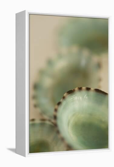 Sea Shells IV-Karyn Millet-Framed Premier Image Canvas