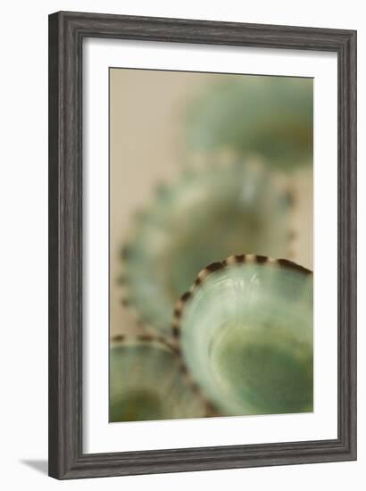 Sea Shells IV-Karyn Millet-Framed Photographic Print