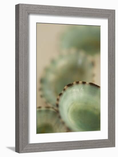 Sea Shells IV-Karyn Millet-Framed Photographic Print