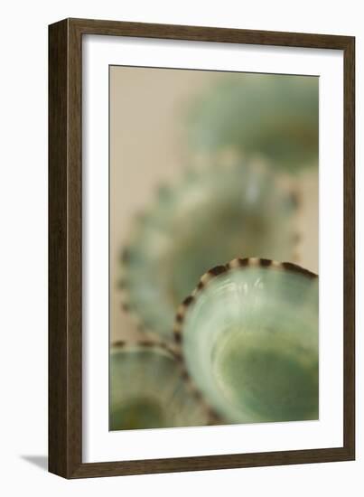 Sea Shells IV-Karyn Millet-Framed Photographic Print