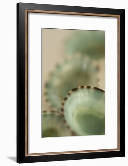 Sea Shells IV-Karyn Millet-Framed Photographic Print