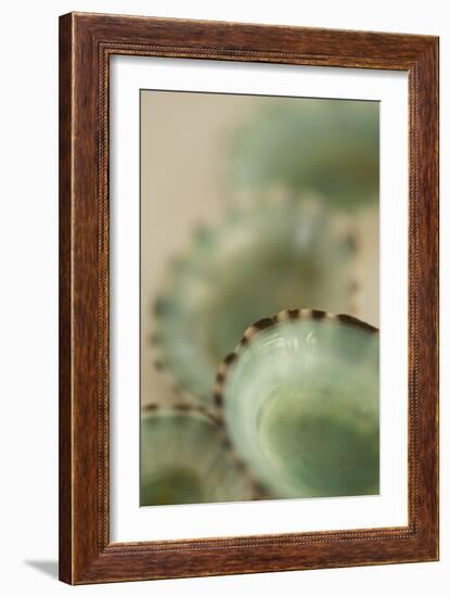 Sea Shells IV-Karyn Millet-Framed Photographic Print
