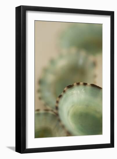 Sea Shells IV-Karyn Millet-Framed Photographic Print