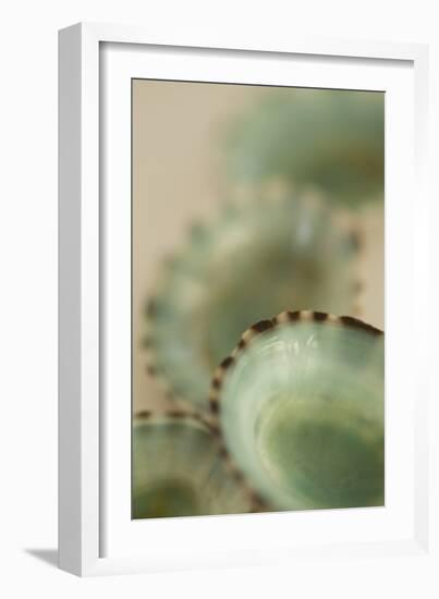 Sea Shells IV-Karyn Millet-Framed Photographic Print