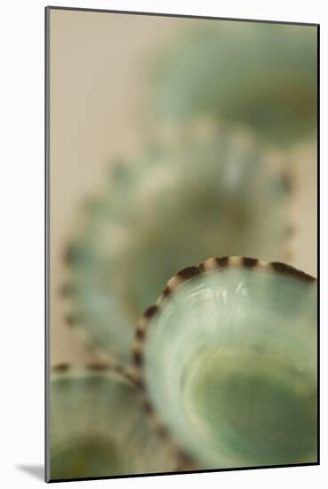 Sea Shells IV-Karyn Millet-Mounted Photographic Print