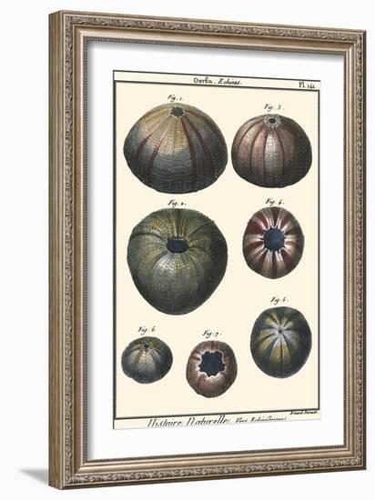 Sea Shells IV-Denis Diderot-Framed Art Print