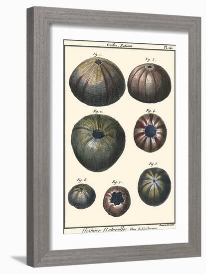 Sea Shells IV-Denis Diderot-Framed Art Print