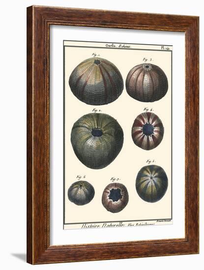 Sea Shells IV-Denis Diderot-Framed Art Print