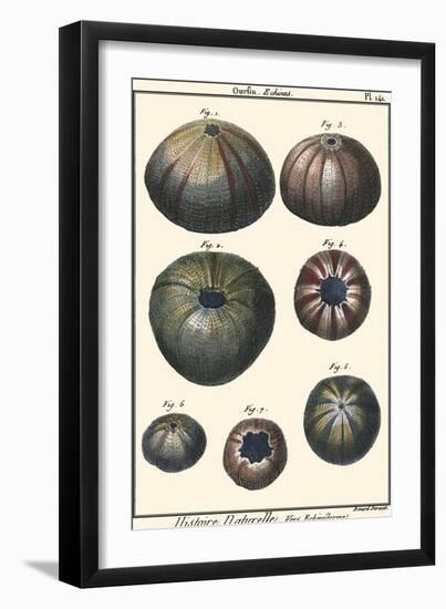 Sea Shells IV-Denis Diderot-Framed Art Print