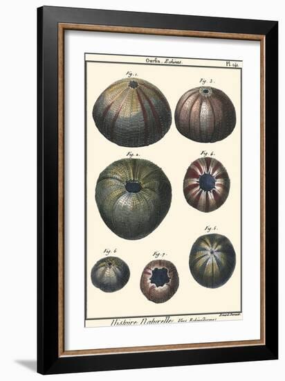 Sea Shells IV-Denis Diderot-Framed Art Print