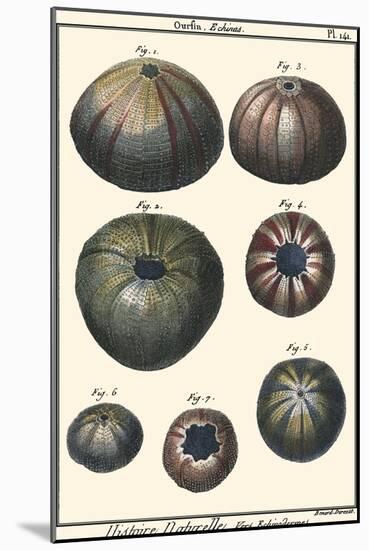 Sea Shells IV-Denis Diderot-Mounted Art Print