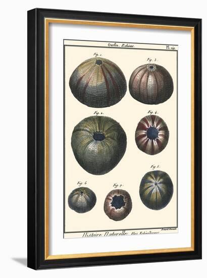 Sea Shells IV-Denis Diderot-Framed Art Print