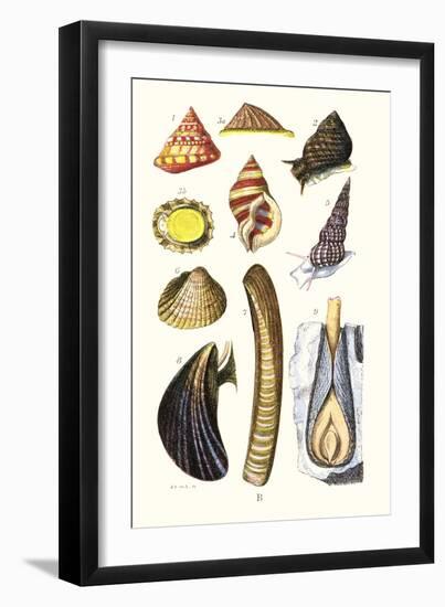 Sea Shells: Livid Top, Yellow Periwinkle,Wentletrap, Cockle, Razorshell, Mussel-James Sowerby-Framed Art Print
