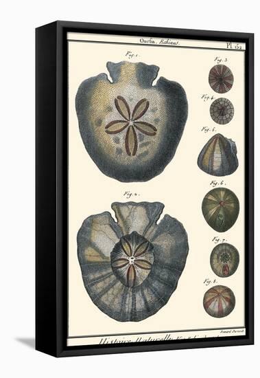 Sea Shells V-Denis Diderot-Framed Stretched Canvas