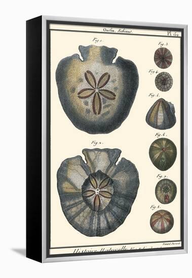 Sea Shells V-Denis Diderot-Framed Stretched Canvas