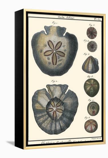 Sea Shells V-Denis Diderot-Framed Stretched Canvas