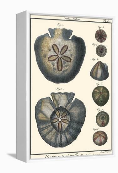 Sea Shells V-Denis Diderot-Framed Stretched Canvas