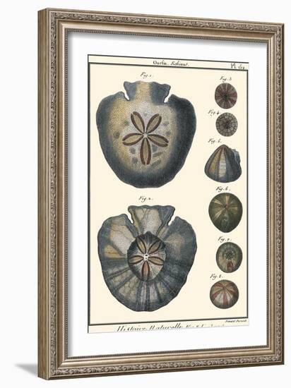 Sea Shells V-Denis Diderot-Framed Art Print