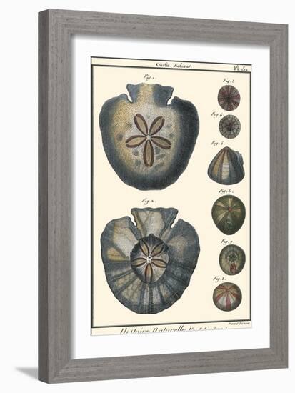 Sea Shells V-Denis Diderot-Framed Art Print