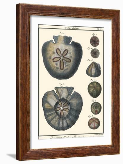 Sea Shells V-Denis Diderot-Framed Art Print