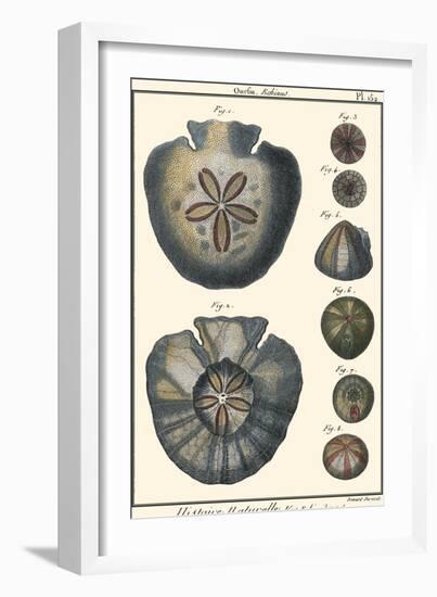 Sea Shells V-Denis Diderot-Framed Art Print