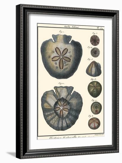 Sea Shells V-Denis Diderot-Framed Art Print