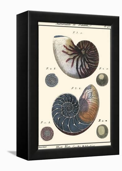 Sea Shells VI-Denis Diderot-Framed Stretched Canvas