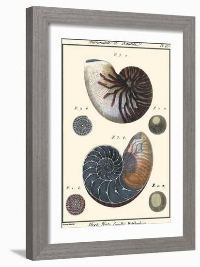 Sea Shells VI-Denis Diderot-Framed Art Print