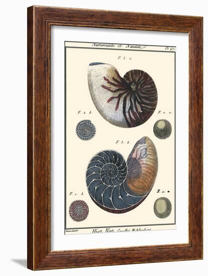 Sea Shells VI-Denis Diderot-Framed Art Print