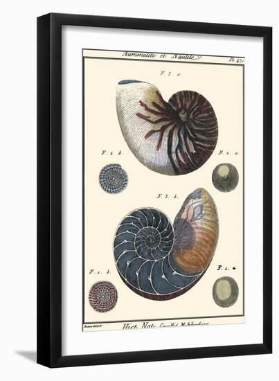 Sea Shells VI-Denis Diderot-Framed Art Print