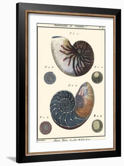 Sea Shells VI-Denis Diderot-Framed Art Print