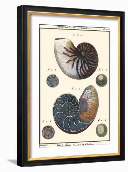 Sea Shells VI-Denis Diderot-Framed Art Print