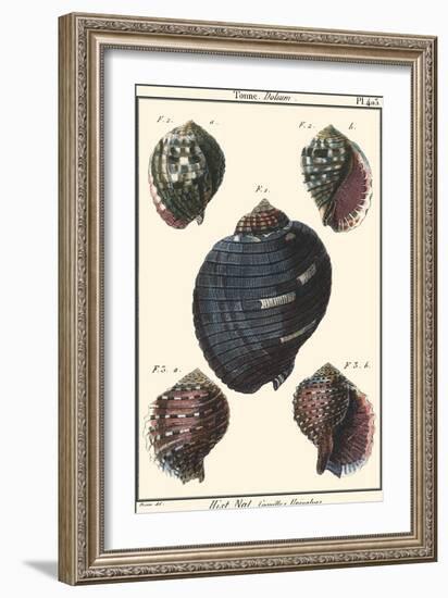 Sea Shells VII-Denis Diderot-Framed Art Print