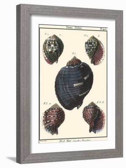 Sea Shells VII-Denis Diderot-Framed Art Print