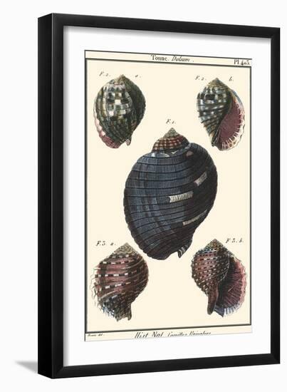 Sea Shells VII-Denis Diderot-Framed Art Print