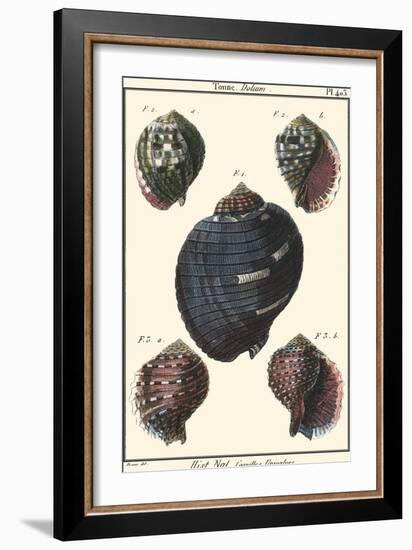 Sea Shells VII-Denis Diderot-Framed Art Print