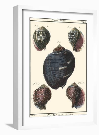 Sea Shells VII-Denis Diderot-Framed Art Print