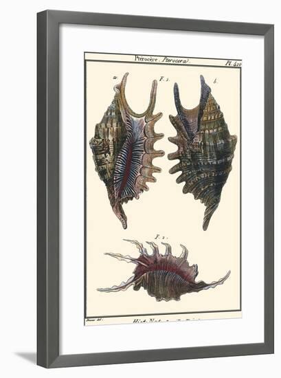 Sea Shells VIII-Denis Diderot-Framed Art Print