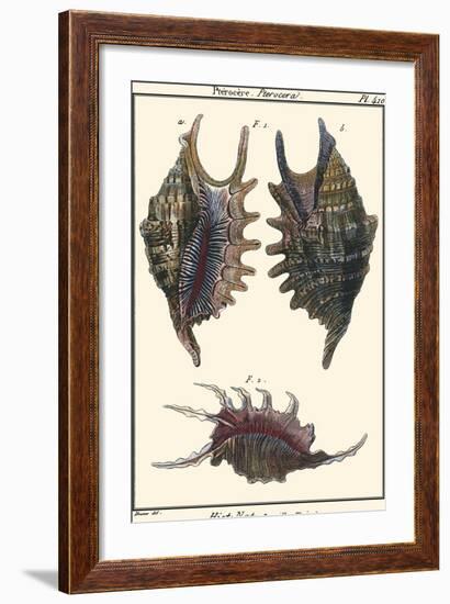 Sea Shells VIII-Denis Diderot-Framed Art Print