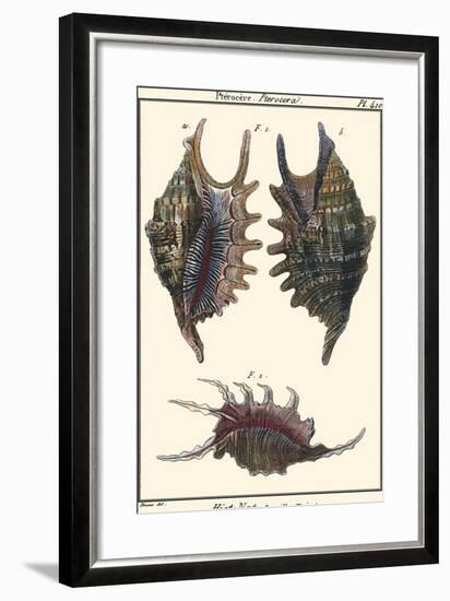 Sea Shells VIII-Denis Diderot-Framed Art Print