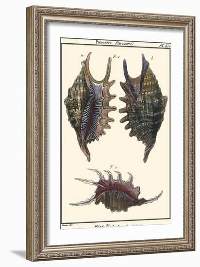 Sea Shells VIII-Denis Diderot-Framed Art Print