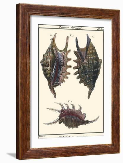 Sea Shells VIII-Denis Diderot-Framed Art Print