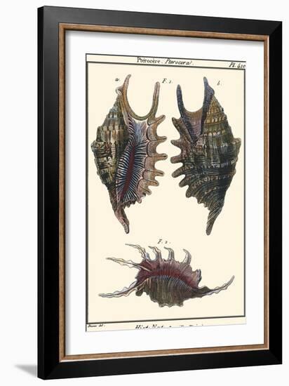 Sea Shells VIII-Denis Diderot-Framed Art Print