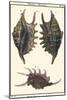 Sea Shells VIII-Denis Diderot-Mounted Art Print