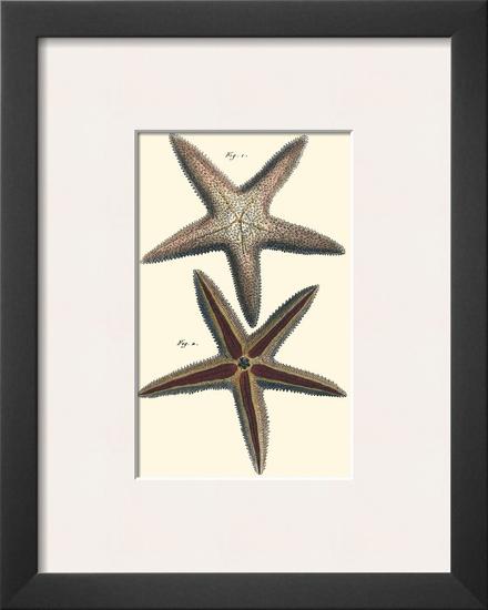 Sea Shells XI-Denis Diderot-Framed Art Print