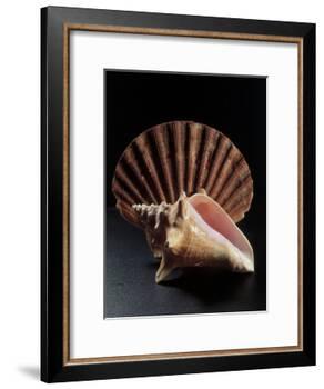Sea Shells-Terry Why-Framed Photographic Print